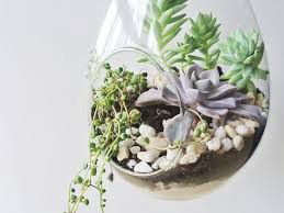 You can also browse succulents by scientific name , genus , family , usda hardiness zone , origin , or cacti by genus. Plants Are Booming But Succulent Stores Have Had To Adapt To The Pandemic Vox
