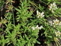 Image result for Crassula lanceolata