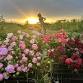 Queen of Flowers: Arranging with Peonies