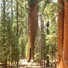 One Day in Sequoia National Park - Sea Salt & Fog
