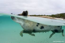 Insula Porcilor Swimming Pigs Wild Pig Feral Pig