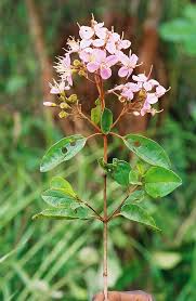 Image result for Dichaetanthera