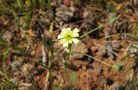 Image result for Bothriocline quercifolia