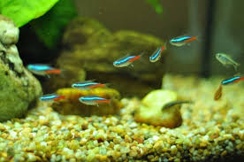 13 Stunning Freshwater Fish That Are Easy To Care For Fishkeeping Advice In 2020 Tetra Fish Betta Fish Tank Mates Betta Fish Care