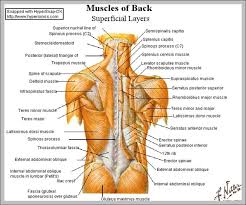 Maybe you would like to learn more about one of these? Muscle Diagram Anatomy System Human Body Anatomy Diagram And Chart Images
