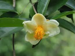 Image result for Pyrenacantha grandiflora
