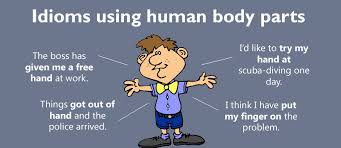 English idioms come in so many forms, but many of them are based on parts of the body. Grade 8 English Vocabulary Idioms Using Human Body Parts