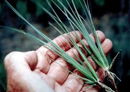 Image result for Fimbristylis quinquangularis