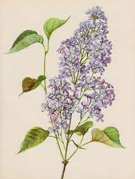 Common Lilac Girly Wall Art Romantic Lilac Flower Decor Girly Wall Art Botanical Prints Art Gallery Wall