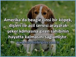Yaradana Hayran Beagle Hayvanlar Hayat