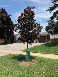 See more ideas about tree bench, backyard, tree seat. Modern Mississauga Presents Ask The City What Are The Green Bags Around The Tree Trunks Throughout The City Modern Mississauga Media