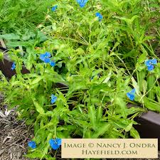 Image result for Commelina schweinfurthii