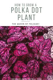 This will keep the colors vibrant in the plant, while at the same time prevent the plant from becoming lanky. Polka Dot Plant Care Info Hypoestes Phyllostachya Houseplant Central