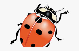 Ladybug Images Black And White Outline Drawing Of Bug Hd Png Download Transparent Png Image Pngitem Multiple sizes and related images are all free on ladybug outline clip art. outline drawing of bug hd png download