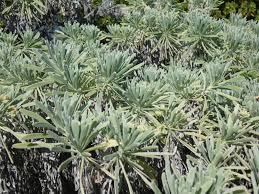 Image result for Suriana maritima