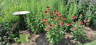 In order for a garden to be considered a pollinator garden, it should provide (but not limited to) the following: How To Build A Pollinator Garden U S Fish And Wildlife Service Midwest Region