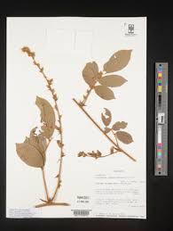 Image result for Millettia drastica