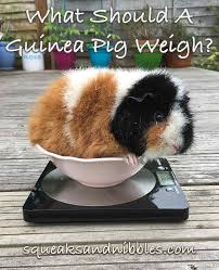 How Much Should A Guinea Pig Weigh Complete Guide