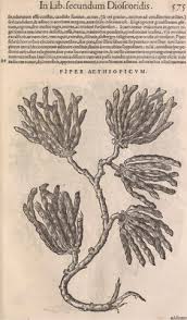 Image result for Xylopia lukei