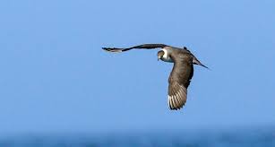 Image result for jaeger