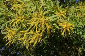Image result for Acacia auriculiformis