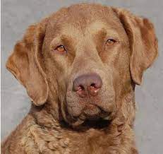 They are best known as waterfowl retrieving dogs but also are very widely used as service dogs, guide dogs, and search and rescue 2 getting a labrador retriever puppy from a breeder. Retriever Rescue Of Colorado Adopt A Dog Retriever Breed Type Retriever Rescue Of Colorado