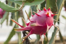 The seed is small so you would plant it very shallow in good planting soil. Pitahaya Dragon Fruit Tips On Growing Dragon Fruit Trees