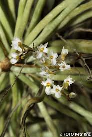 Image result for Microcoelia exilis