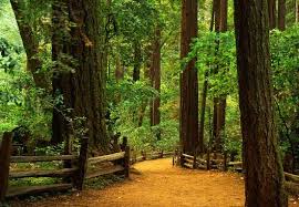 Henry Cowell State Park Felton Ca Best Places To Camp State Parks Santa Cruz