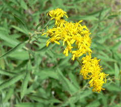 Image result for Sophora velutina