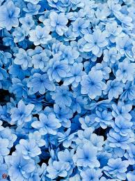 Pin By Deanna Myers On Garden Light Blue Aesthetic Blue Aesthetic Pastel Blue Flowers