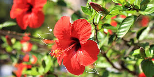 Exotic hibiscus sales, hibiscus care, and hibiscus cultivation. Mother Nature How To Care For Hibiscus Plants