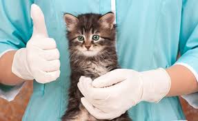 Doch besteht überhaupt die option einer tollwutimpfung bei welpen? Impfplan Fur Katzen Wann Sollte Die Katze Geimpft Werden Deinetierwelt Magazin