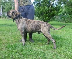 Check spelling or type a new query. Presa Canario For Sale Florida