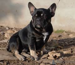 There are millions of homeless dogs across the country, many of which are. French Bulldog For Sale In The City Of Odessa Ukraine Price 550 Announcement 7451