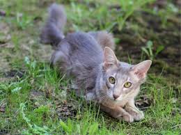 15 to 18 inches physical characteristics. Blue Ticked Tabby Tabby Cat Pictures Tabby Cat Cats