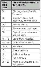 Spinal Cord Injury Levels Chart Best Picture Of Chart