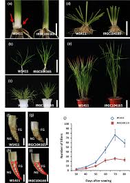 Image result for Oryza barthii