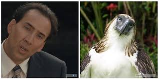 Observations on the visual style of terrence malick june 14, 2021; There Is An Eagle That Looks Exactly Like Nicolas Cage Jugendliche Kinder