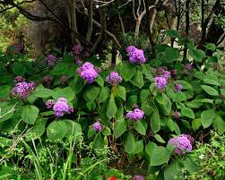 Image result for Bartlettina