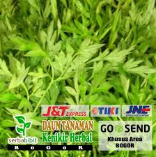 Ibu dalam pantang digalak makan ulam raja. Daun Kenikir Segar 500 Gram Basah Fresh Ulam Raja Obat Herbal Shopee Indonesia