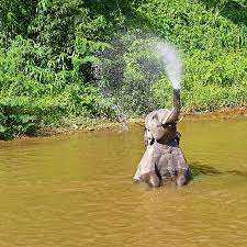 583 Elephant Spraying Water Stock Photos Pictures Royalty Free Images Istock