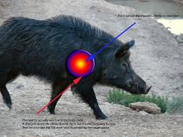 Black Bear Shot Placement Archery Shot Placement On Hogs Arguments Against The Head Shot Boar Hunting Pig Hunting Bear Hunting