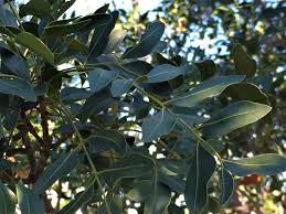 Image result for Ptaeroxylon obliquum