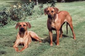 I eff a human who has a prodigious dog. Is A Rhodesian Ridgeback The Same As A Redbone Coonhound