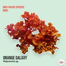 Image result for Halopegia