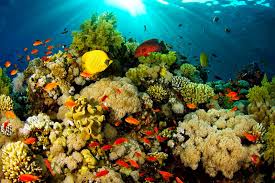 Gambar laut indah.gambar dan foto,gambar pemandangan laut yang indah untuk wallpaper dan background hd di pc dan smartphone android,objek pemandangan laut memang sangat indah dan menawan terlebih jika kita melihat secara langsung wilayah pantai atau lautan luas,sekilas mirip dengan lukisan namun sebenarnya itu semua adalah gambar atau foto hasil jepretan fotografer handal. Sfidn Fits Blog 5 Taman Laut Di Indonesia Yang Indah Dan Menakjubkan