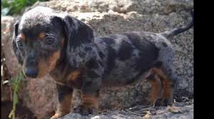 She was given a naturally first birth of 5 beautiful girls, 3 dapple x 1800 each, 1 brown x 1600 and 1 black x 1600 each puppy wi. Dapple Mini Dachshund Puppies For Sale Petsidi