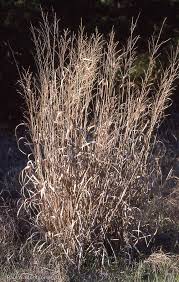 Image result for Panicum aequinerve