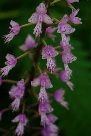 Image result for Stenoglottis